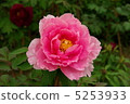 Peony 5253933