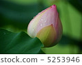 Lotus 5253946