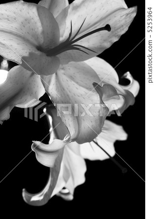 百合 百合 5253964