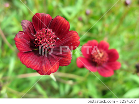 Chocolate Cosmos (Chocomoca) 5254107