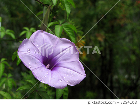 Root morning glory (Momiji leaf) 5254108