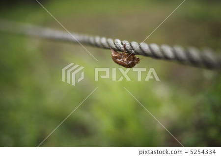 Cicadian shell Cicadian shell 5254334