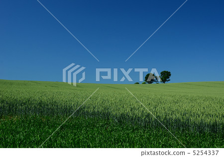 Biei no Oka parent and child tree 5254337