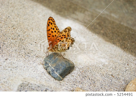 男性,男性,翼關閉面向前,水平位置 男性,男性,翼關閉面向前,水平位置 5254491