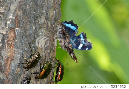 Ruritateja Ruritateja 5254632