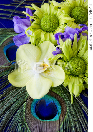 Peacock feathers and Orchid 5254643