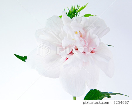 Mukke (Kin Geun) 5254667