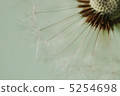 Dandelion seeds 5254698