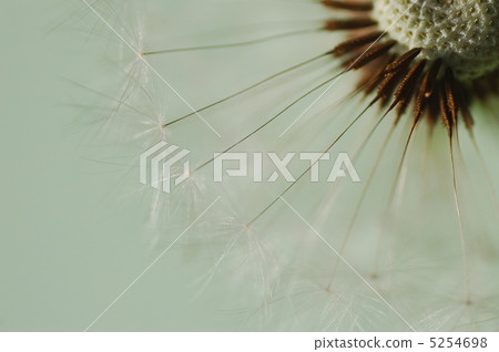 蒲公英的種子 蒲公英的種子 5254698