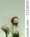 Dandelion seeds 5254699