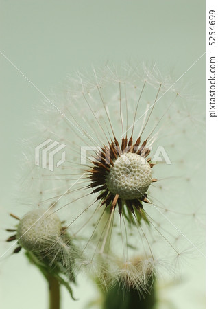 Dandelion seeds 5254699