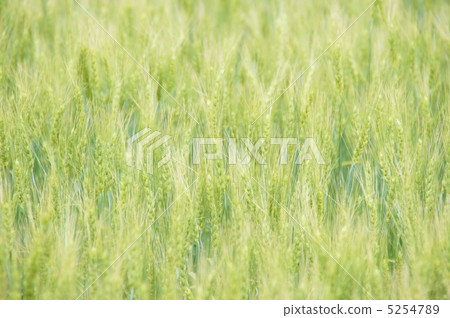 麥田在初夏 5254789