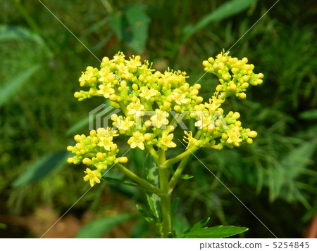 Ominae(maro flower) Ominae(maro flower) 5254845