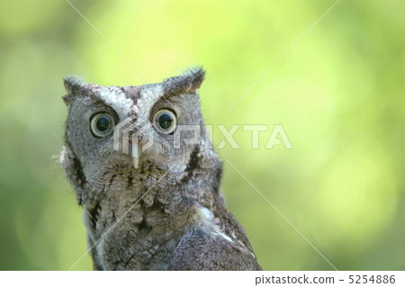 eastern screech owl, birds of prey, raptores 5254886