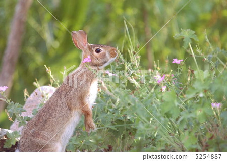 bunny, hare, rabbit 5254887