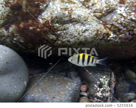 Oyaviccia Oyaviccia 5255016