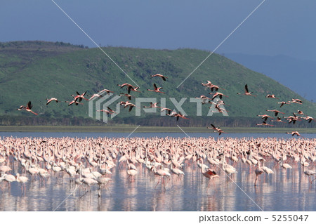 Horde of flamingos on Lake Nakuru, Kenya Horde of flamingos on Lake Nakuru, Kenya 5255047
