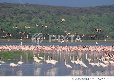 Horde of flamingos on Lake Nakuru, Kenya Horde of flamingos on Lake Nakuru, Kenya 5255048