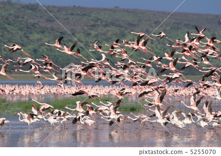 Horde of flamingos on Lake Nakuru, Kenya 5255070