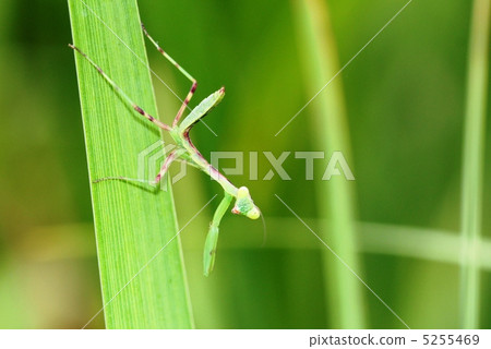 Mantis 5255469