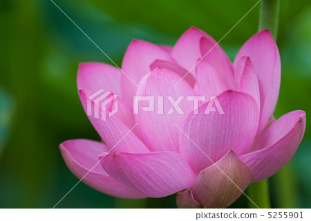 A lotus A lotus 5255901