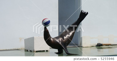 Sea lions and balls 5255946