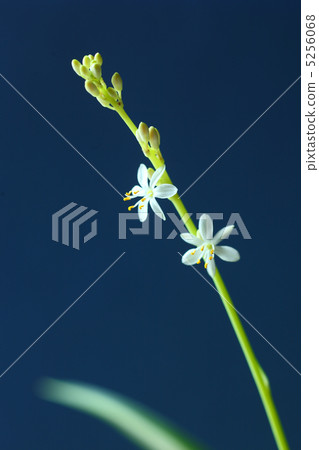 Orizururan的花朵 5256068