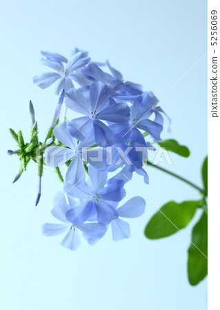 Ruri Matsuri 5256069