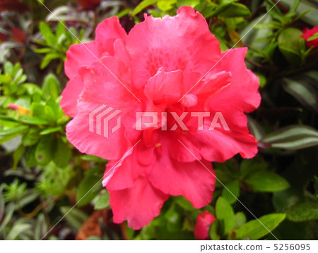 Azalea 5256095