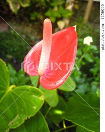 Anthurium Anthurium 5256096