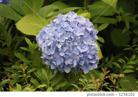 hydrangea   5256102