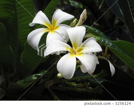 Plumeria 5256124