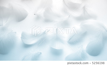 Feathers 5256198