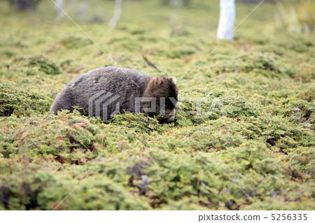 Wild wombat suddenly appeared in the mountains 5256335