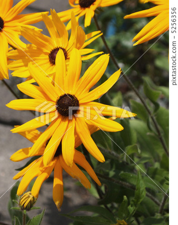 Rudobekia Rudobekia 5256356