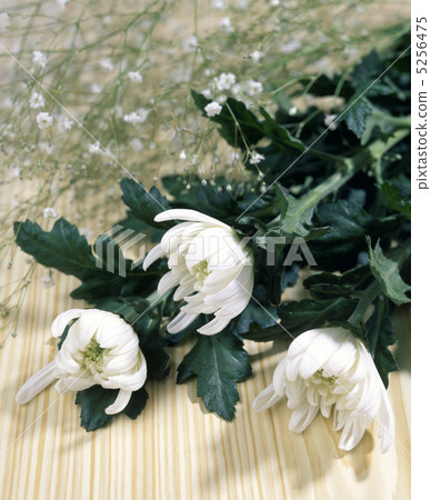 Chrysanthemums and scallops 5256475