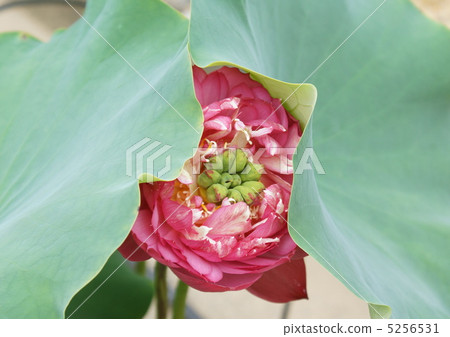 蓮花紅葉 5256531
