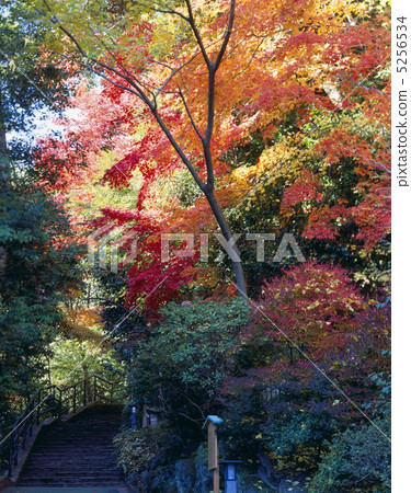 Yugawara Manyo公園在秋天 Yugawara Manyo公園在秋天 5256534