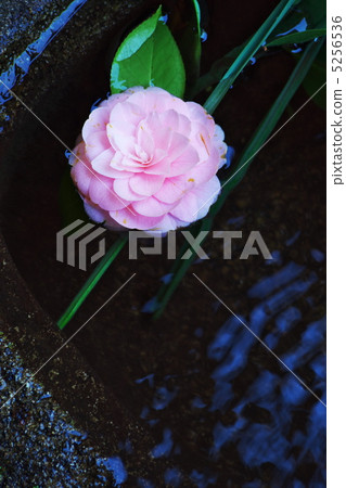 茶花 茶花 5256536