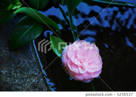 茶花 5256537