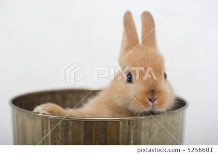 荷蘭侏儒兔 5256601