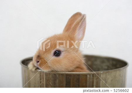 荷蘭侏儒兔 5256602