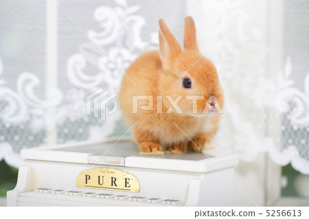 Netherland Dwarf Rabbit 5256613