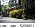Shrine's cat 5256624