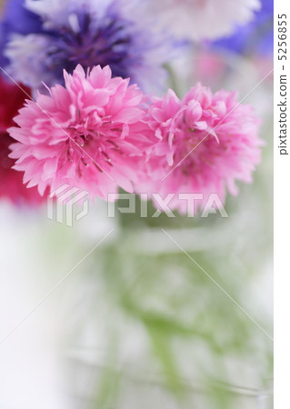 Arrow of the window side 5256855