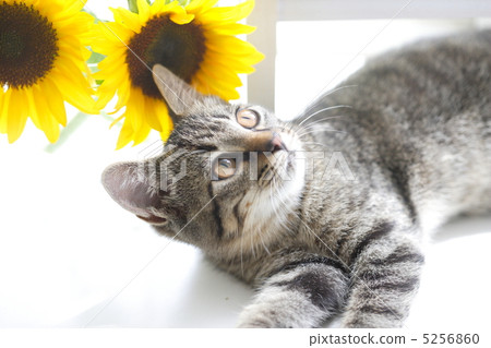 Kitten and Sunflower 5256860