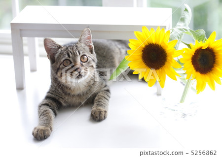 Kitten and Sunflower Kitten and Sunflower 5256862