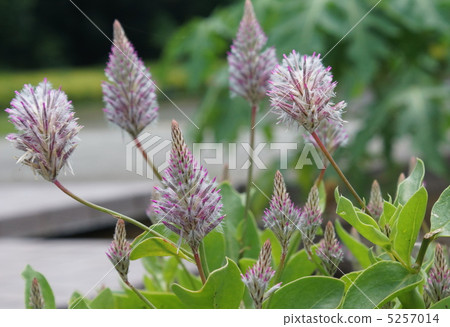 Petit Lotus Joeyaceae 5257014