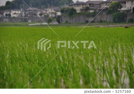 稻田 5257160