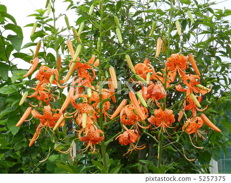 Onimuri（惡魔） 5257375